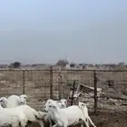 5 طليان و 5 رخال