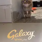 كيتن سكوتش دبل فولد