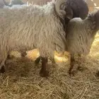 فحل نعيمي يقرع شرط