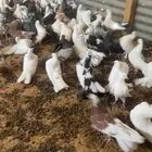 عشة حمام رقاص