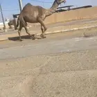 الشعلاء القحه الكفو