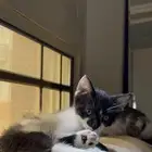 قطط للتبني