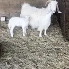 عنز دافع ومعها رخل