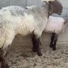 فحل صنف نعيم