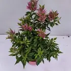 جهنمية نادرة جدا  جهنمية الفراشة الاسم العلمي Torch Butterfly
