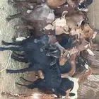 تيوس وعنقان