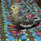 كروان انثى للبيع   صحتها ممتازه   غير أليفه