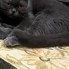 قطط سكوتش للتبني