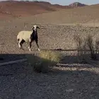 نعجه السن رباع الحاله سمينه معلومه النعجه حايل