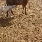 نعجه مهجنه