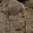 بكرة لبانية فاخرة