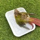 طير كنيور مفقود بالحساء المباركيه