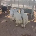 طليان نعيم بلدي