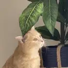 قط من ام شيرازيه لتبني
