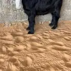 للبيع جفره عارضيه معرفه كفففو تتم البيع