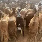 سواكن مرابي ثلاث شهور