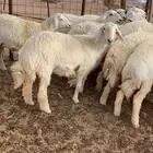 رخال جذعات