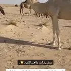 بكره كفو