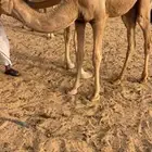 2 بكار موقعها خباش