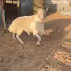 خروف ابرص اصفر