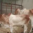 بقره هاديه ام ثالث وعليها حسيل عمره 6 شهور للبيع