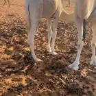 قعود قصب على حليب امه
