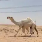 خلفه وضحاء كفوو