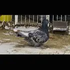 انثى فرش براون تشيك