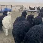 تمم البيع