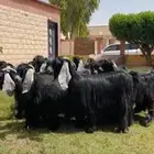 للبيع معزا عوارض نوادر خصم