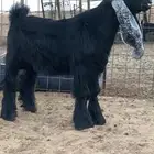 تيس عارضي معرف جباره ومد ولون مطلوب