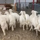 طليان