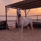 حصان واهو كفو