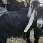 تيوس عوارض طيبه وظهورها فل