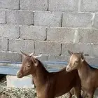 تيوس جنوبيه