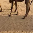 قعود لباني طيب للبيع