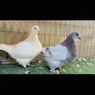 زوج فرش لمن وحامل