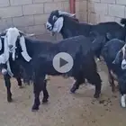 للبيع معزا عوارض