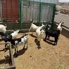 تيوس يمنيه مرابي شحم