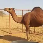 قعود مشروع فحل