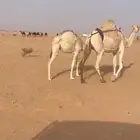 ناقه