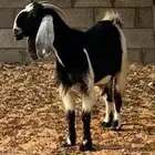للبيع عنزين مشروكه دفيع