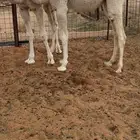 بكره على باتليه طيب بالحيل عمرها تقريبا 7 شهور الموقع الدوا