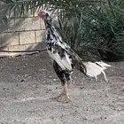ديك بكستاني شرط