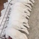 خرفان ورخال العدد 33