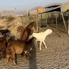 سواكن العدد 14