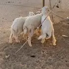 طليان 3 للبيع