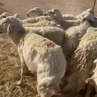 ضان حريات العدد 17 مراح واحد خوات بعض دفيع