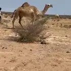 ناقه لقحه شقحى