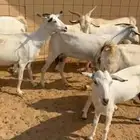 معزا للبيع